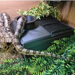 Può includere: Un serpente del mais grigio e marrone parzialmente all'interno di una scatola nera. Il serpente è circondato da fogliame verde e un pezzo di corteccia di sughero. La scatola ha un'apertura circolare sulla parte superiore. La scena è ambientata in un terrario di legno.