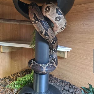 May include: A brown and tan snake coiled around a gray plastic perch inside a wooden enclosure. The snake's pattern is visible, with dark brown markings on a lighter tan background. The enclosure has a wooden background and a black plastic structure.