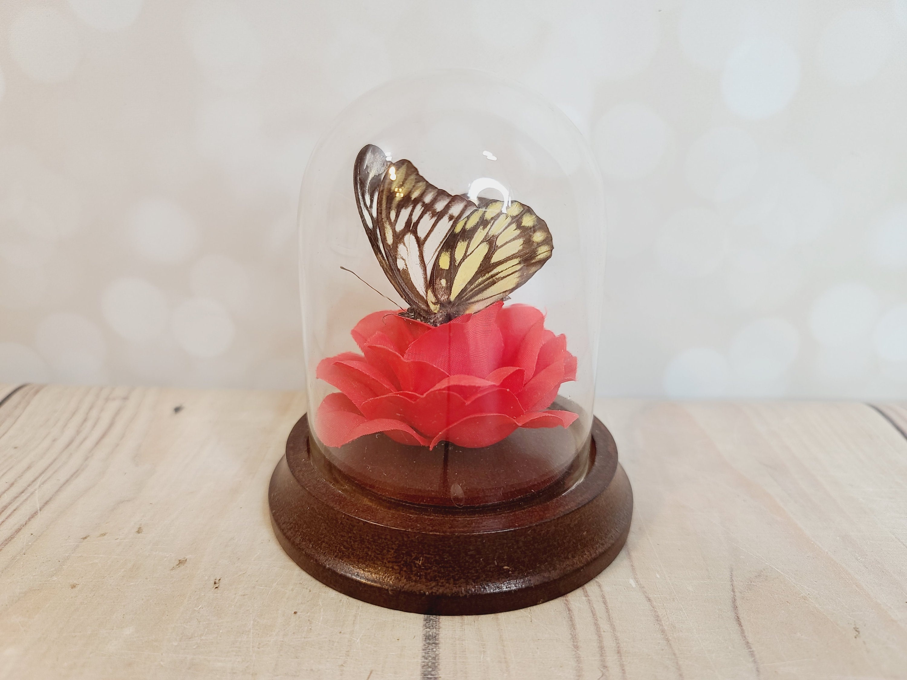 Vintage Butterfly Under Glass, Dome, Specimen