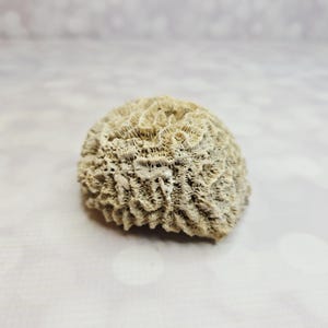 May include: A white ceramic mug with a black handle and the text "But First, Coffee" in a black, bold font. The mug is on a white surface. The mug is approximately 4 inches tall.