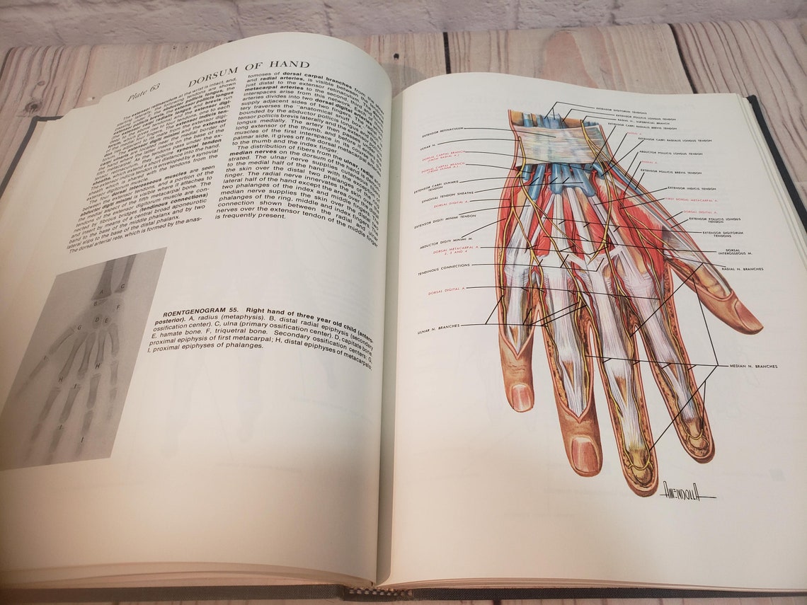 Vintage Atlas of Human Anatomy Reference Book Etsy Vintage Atlas of Human Anatomy Reference Book Etsy