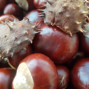 Horse chestnut October 2024