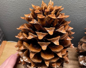 Giant Coulter Pinecone (7-9 inch) - Treated & Sealed, Wedding Christmas Decor, holiday wreath