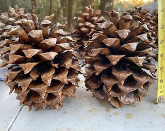 Piñas gigantes Coulter - Decoración navideña natural y preservada (de 18 a 23 cm de altura)