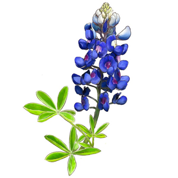 Fleur de l’État du Texas, impression bluebonnet, art des fleurs sauvages, autoroutes du Texas, cadeau de jardin floral, impression bluebonnet, peinture bluebonnet à la maison texas