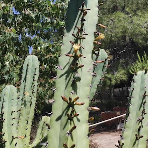Myrtillocactus geometrizans, CUTTING!. Shrub cactus with edible fruit.