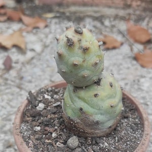 OPUNTIA DIADEMATA "inermis". 1x snijden. Winterharde cactus. Vorsttolerante opunti