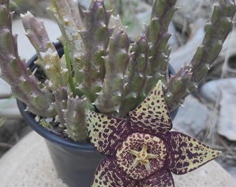 Stapelia Variegata Talea, Huernia Succulenta (senza radici)