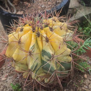 Pode incluir: Close-up de um cacto vibrante em um vaso de terracota. O cacto apresenta um padrão variegado amarelo e verde marcante com longos espinhos marrom-avermelhados. Outras plantas em vasos são visíveis ao fundo.