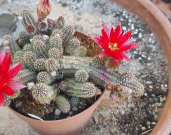 Chamaecereus ‘Red Fire’ / Cactus cacahuete de floración roja / Cactus rastrero / esqueje