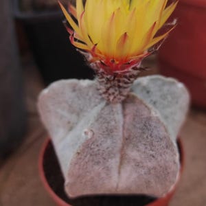 Peut inclure: Un petit cactus pâle à quatre côtes avec une surface texturée et poussiéreuse, planté dans un pot brun-rouge. Une fleur jaune éclatante à plusieurs pétales, avec des pointes rouge-orangé à la base, fleurit au sommet du cactus.