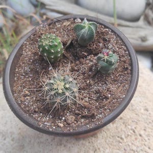 Pode incluir: Um pequeno vaso redondo castanho cheio de terra e quatro cactos diferentes. Os cactos variam em tamanho, forma e cor, alguns com espinhos e outros com uma textura felpuda. O vaso está sobre uma superfície clara.