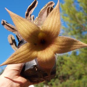Op de afbeelding: Een stervormige Stapelia-bloem met vijf puntige bloemblaadjes met een getextureerd, golvend patroon in beige en bruin. De bloem heeft een donker centrum en fijne, lichte haartjes langs de randen, bevestigd aan een dikke, succulente cactusachtige stengel.