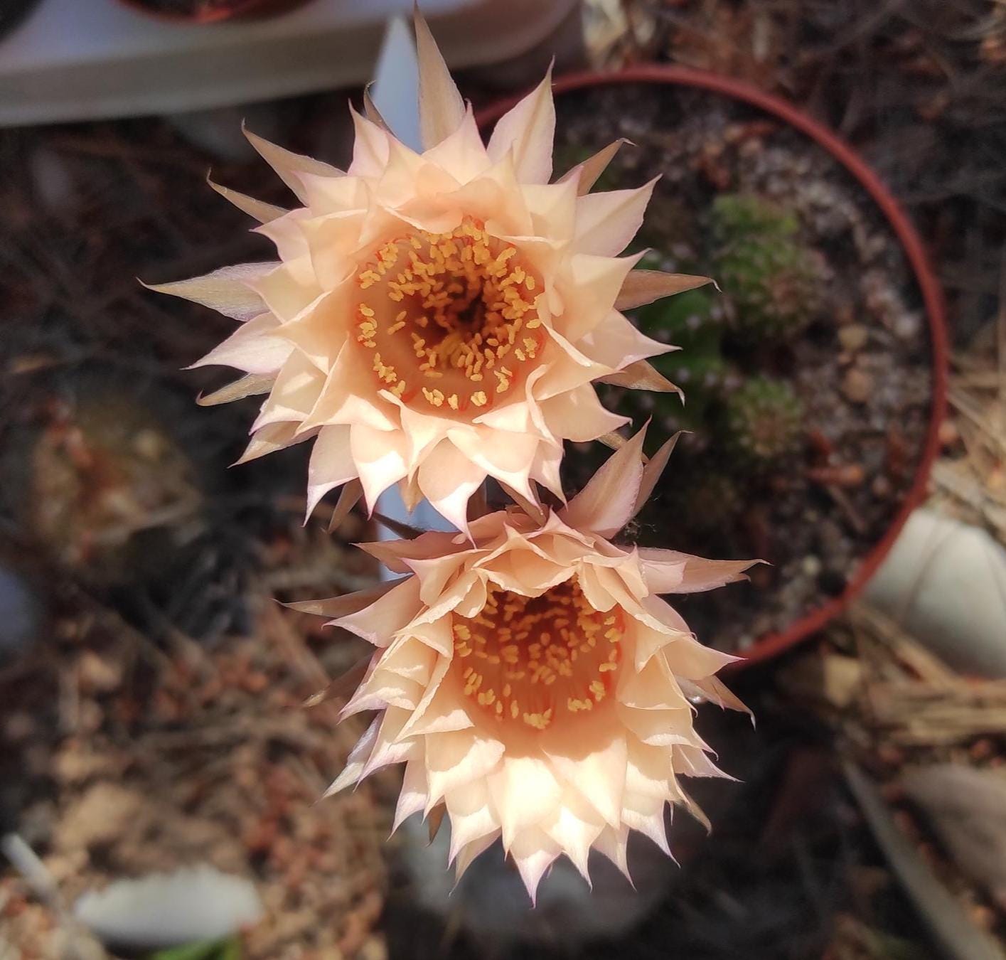 Echinopsis oxygona - Etsy 日本