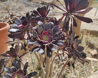AEONIUM Black Zwartkop, CUTTING! Easy care, perfect for any home. Order now for a touch of green!