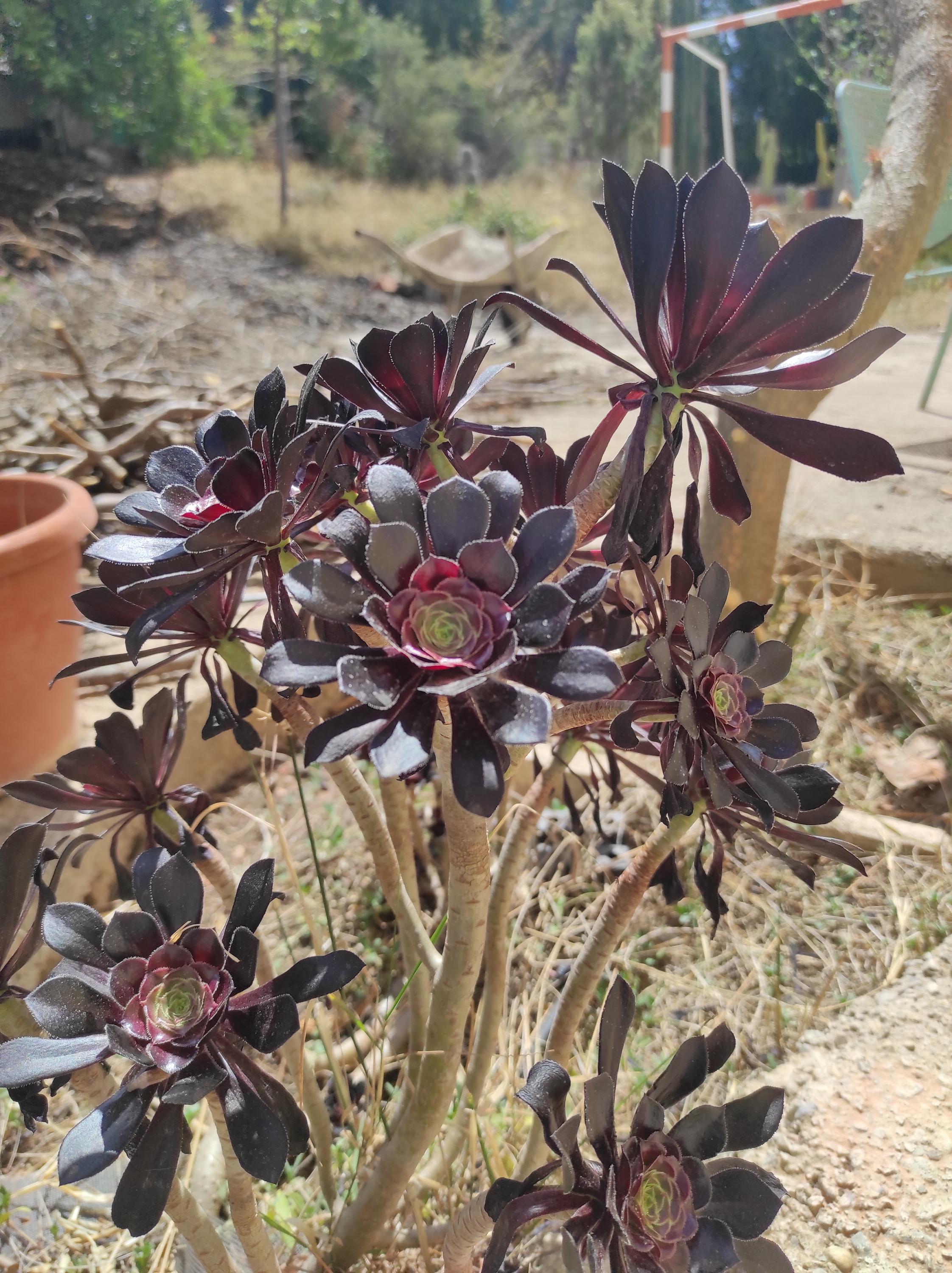 Aeonium aureum - Etsy 日本