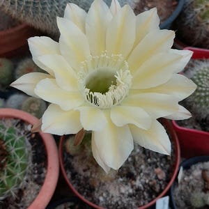 Könnte beinhalten: Eine blühende Kaktusblüte mit hellen, cremefarbenen Blütenblättern in mehreren Schichten. Die Mitte zeigt eine hellgrüne Basis, die von einem dichten Ring aus feinen, dünnen, weißen Staubgefäßen umgeben ist, platziert über einem runden Tontopf.