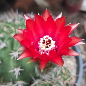 Echinopsis Ruby Burst Flamma #15 - Rotblütiger Hybriden Kaktus | Verwurzelter oder Unbewurzelter Ausschnitt