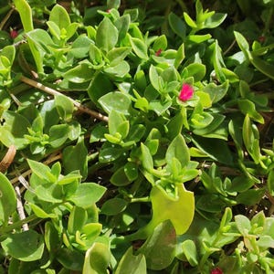 May include: Close-up of a ground cover plant with small, vibrant green leaves. A few tiny, bright pink flowers are scattered among the foliage. The plant appears healthy and well-maintained, with a natural, organic aesthetic.