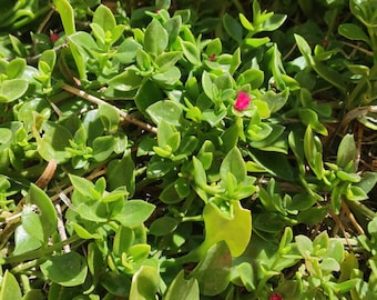 Talee di succulenta ricadenti 8–10 cm / Aptenia Cordifolia / Baby Sun Rose / Pianta decorativa da appendere