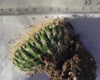 Trichocereus spachianus / Cactus columnar / Planta enraizada / Crestada (Cristata) disponible / Planta de fácil cuidado