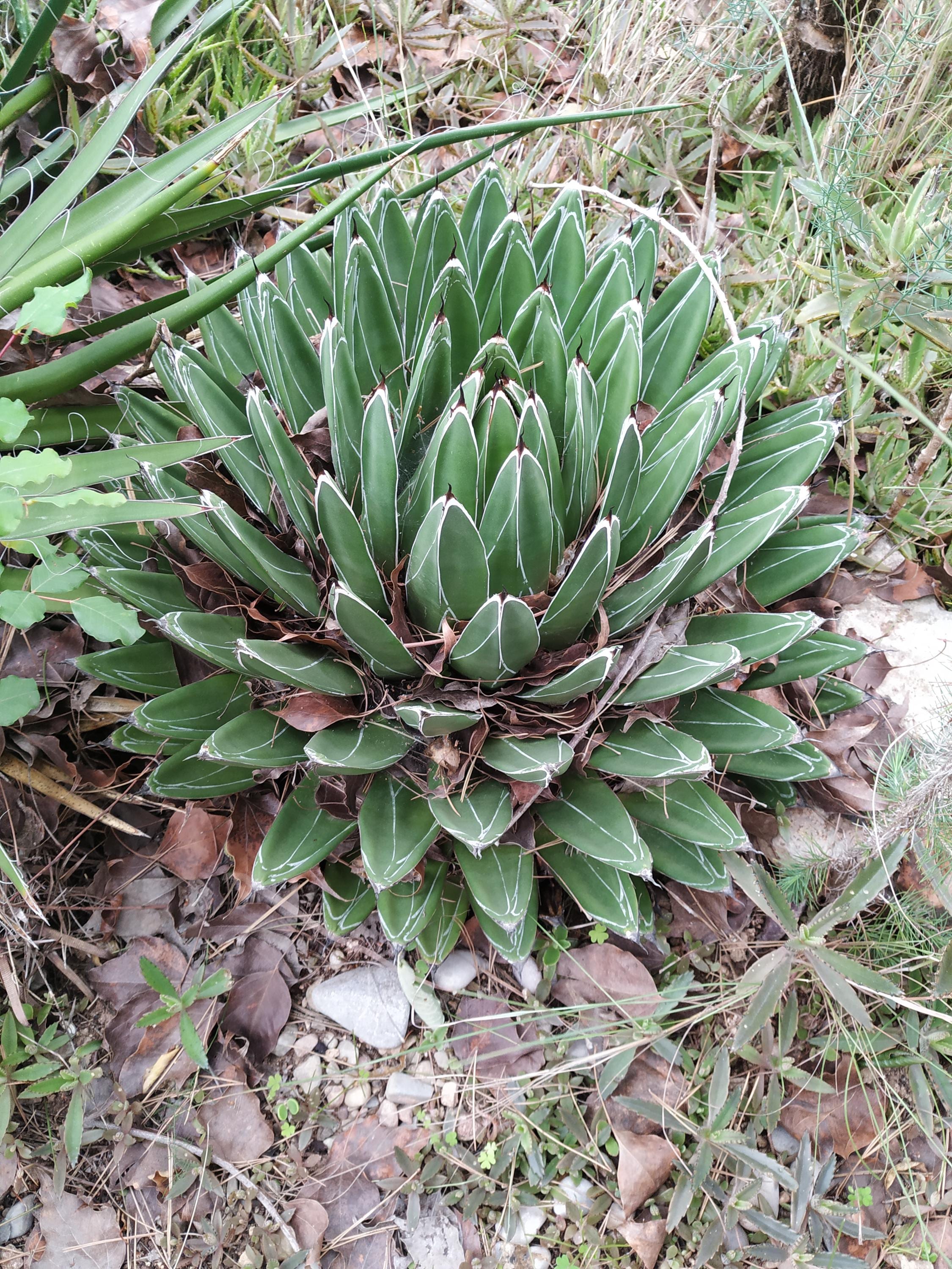 Agave potatorum - Etsy 日本