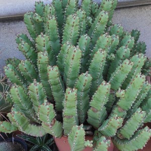 Pode incluir: Uma grande planta suculenta de caules múltiplos com colunas caneladas de cor verde claro, apresentando pequenas protuberâncias castanhas semelhantes a espinhos ao longo das bordas. A planta está num vaso redondo de cor terracota e densa.