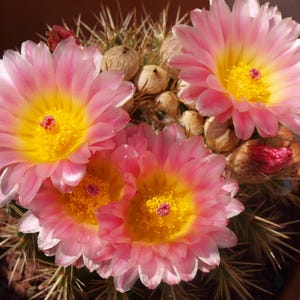 Op de afbeelding: Een ronde cactus in een terracotta pot met drie grote, felroze bloemen met heldergele centra en opvallende meeldraden. Het lichaam van de cactus is bedekt met scherpe, lichtgekleurde stekels en diverse kleine, gedroogde, beige zaaddozen.