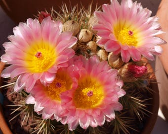 Parodia mammulosa Kaktus - Rosa Blume Blühender Kaktus - Lebende Sukkulente Pflanze - Seltener Notokaktus - Mehrere Größen erhältlich