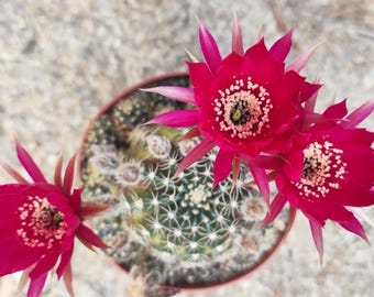 Echinopsis ‘Fuego Fucsia’ – Hybrid Cactus Cutting with Intense Magenta Flower. #3