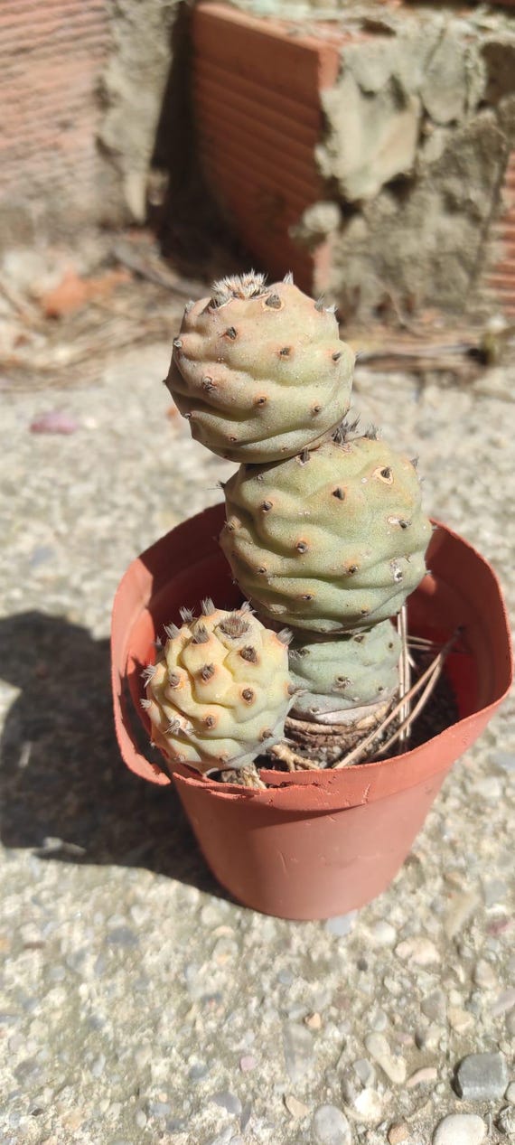OPUNTIA DIADEMATA ""inermis""." Ausschneiden 1x . Winterharter Kaktus.  Frostharte Opunti - Etsy.de