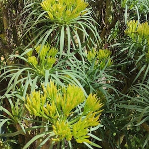 Pode incluir: Uma planta Euphorbia characias densa com numerosos cachos de flores vibrantes em tom verde-limão. A planta possui folhas longas, finas e pontiagudas dispostas em verticilos ao redor de caules grossos e eretos, criando um visual texturizado.