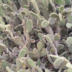Op de afbeelding: Een close-up van een cactus, met talrijke groene, ovaalvormige bladeren bedekt met kleine witte stippen. De grond is bedekt met kleine rotsen en droge bladeren. De planten staan dicht op elkaar.