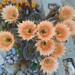 ECHINOPSIS ""Lachs"" !." Kaktus mit üppiger Blüte.