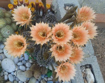 ECHINOPSIS "salmone", TAGLIATO! Cactus con fioritura abbondante.