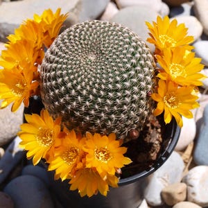 Rebutia arenacea – Kompaktowy kaktus kolekcjonerski. Roślina żywa. Różne rozmiary.