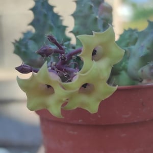 Op de afbeelding: Een vetplant met gekartelde, groene, cactusachtige stengels en verschillende stervormige, lichtgele bloemen met donkere centra. De plant staat in een eenvoudige, terracotta-kleurige plastic pot met een cilindrische vorm.