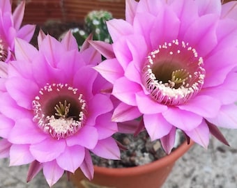 ECHINOPSIS "1", ¡ESQUEJADO! Rosa neón. Cactus con abundante floración.