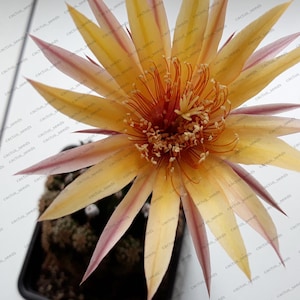 Puede incluir: Primer plano de una flor de cactus en flor. La flor tiene pétalos largos y puntiagudos en tonos amarillos y rosas, que irradian desde un núcleo central de estambres naranjas y marrones. El cactus está en una maceta cuadrada negra.