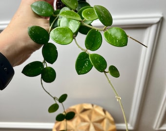 Hoya Mathilde large, rooted and actively growing