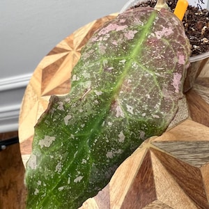 Hoya undulata rooted sun stressed cutting