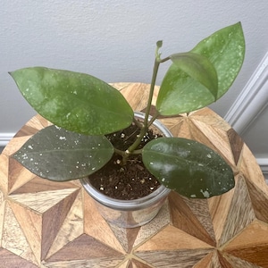 Hoya walliniana. Very well rooted with active new growth.