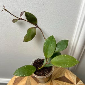 Hoya walliniana. Very well rooted with active new growth.