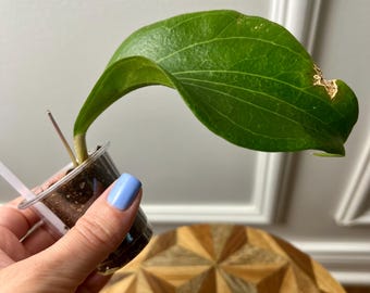 Hoya marginata IML1727 rare, rooted and actively growing.