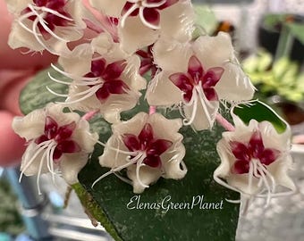 Hoya Pandurata Silver Rooted + Free Surprising Cutting/rare Hoya