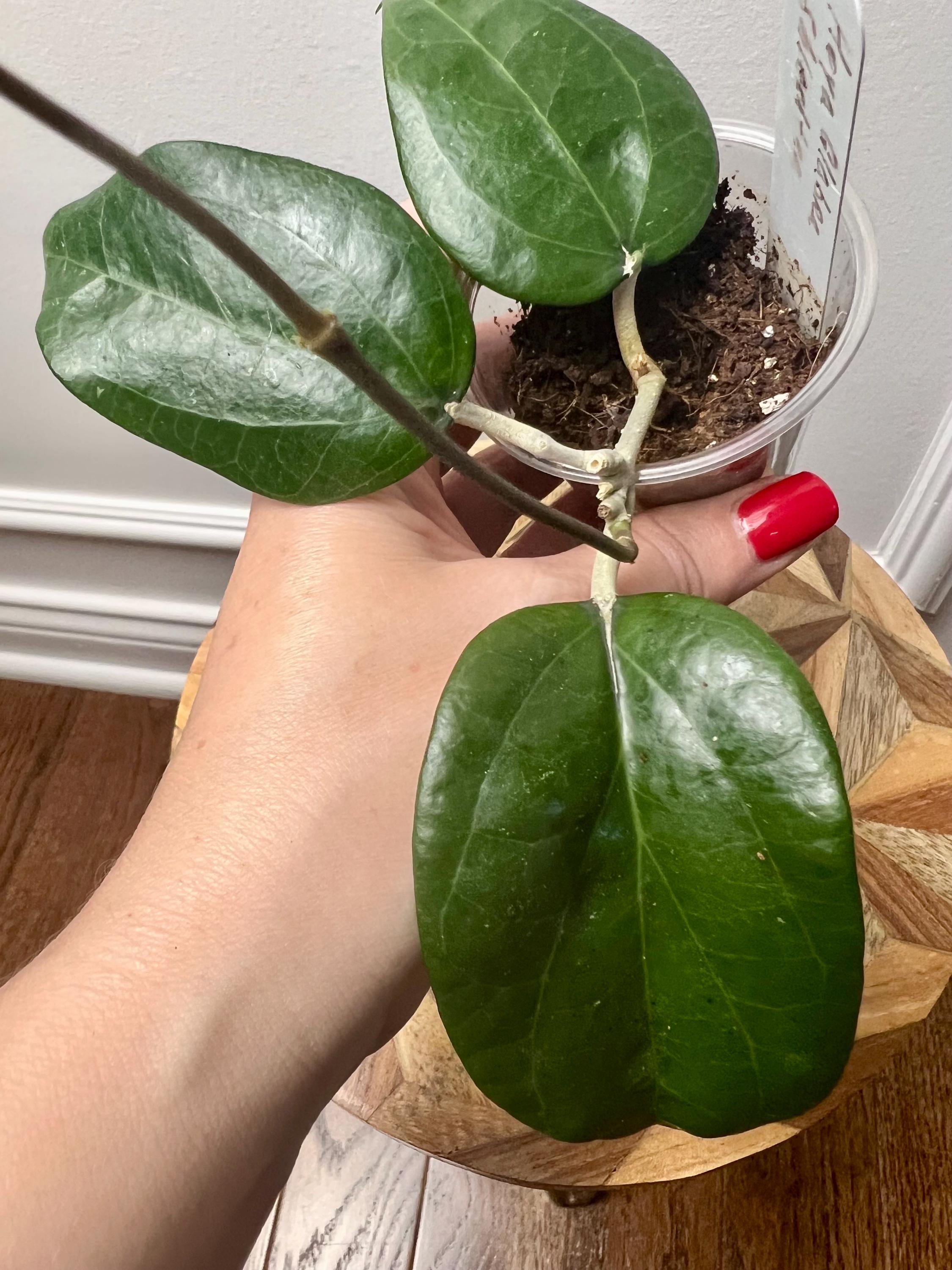 Hoya Glabra - Etsy