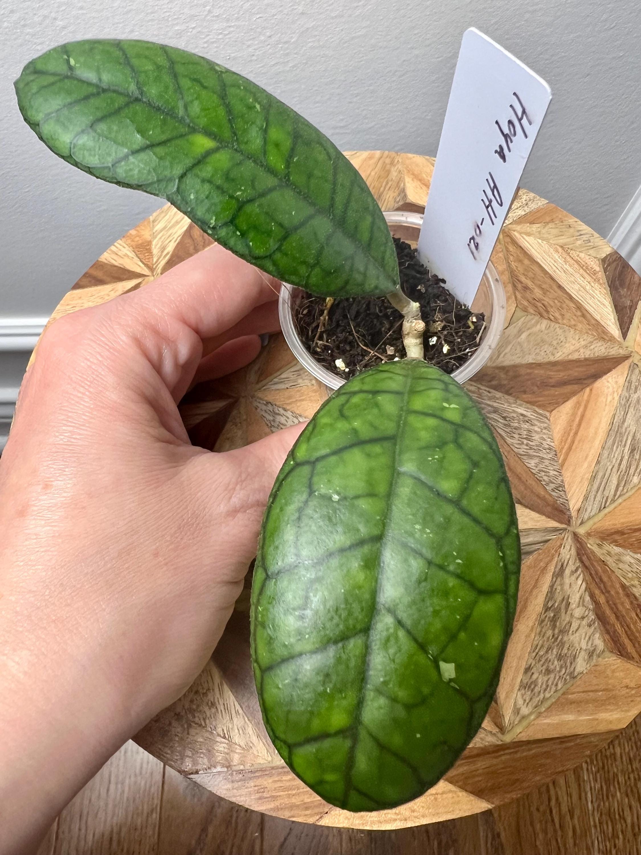 Hoya AH 021 Finlaysonii Type Hoya, Rooted. - Etsy