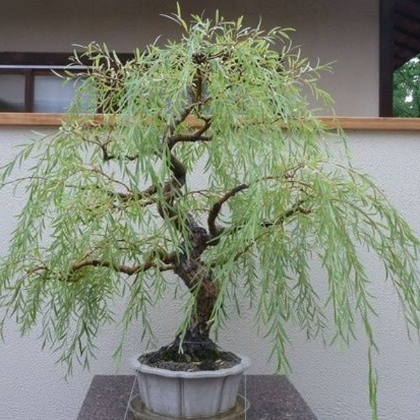 Weeping Willow Bonsai Etsy
