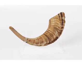 Ram’s Horn Shofar 15"-17" / 40-44 cm - MADE IN ISRAEL