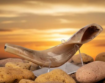 Ram’s Horn Shofar 9.8"-11.8" / 25-29 cm - MADE IN ISRAEL